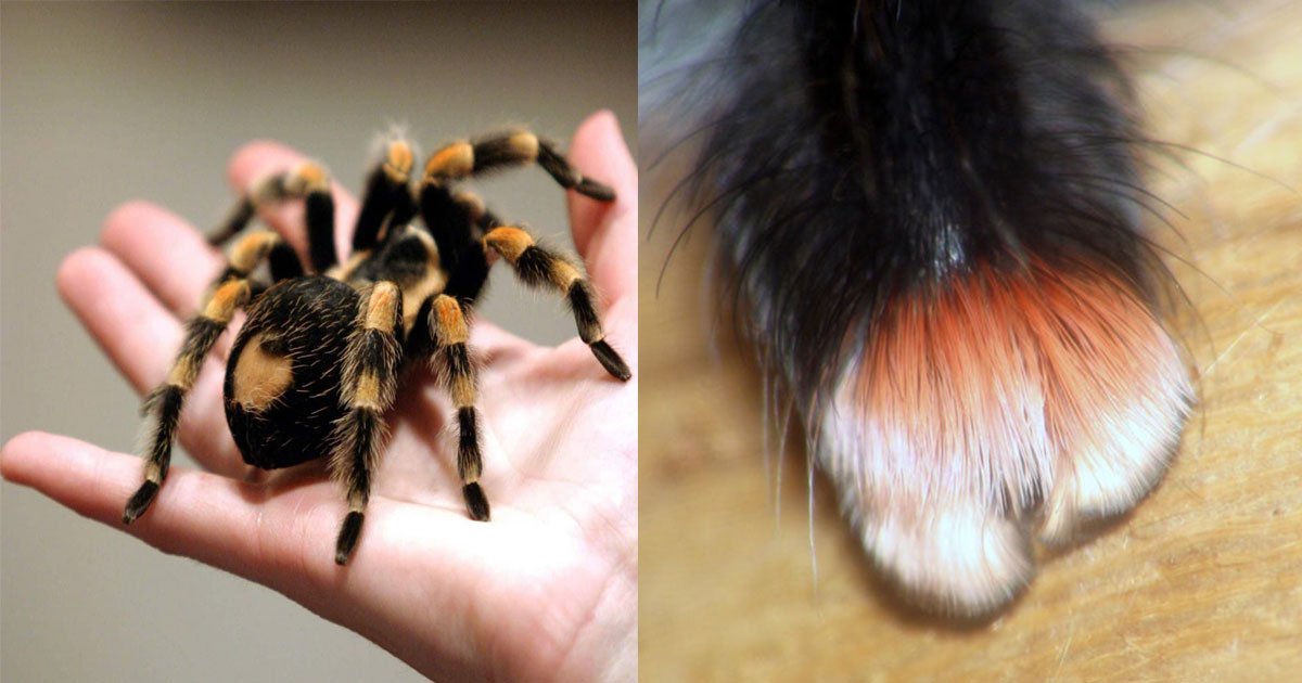 tiny paws sipders.jpg?resize=1200,630 - These Tiny Paws Of Spiders Are Just Too Cute