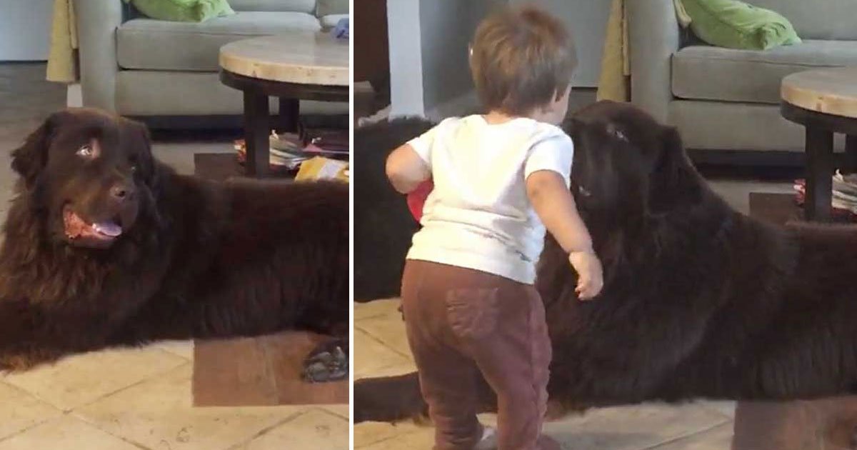 toddler kisses dog.jpg?resize=1200,630 - Ce bisou entre un enfant et son chien a divisé les internautes