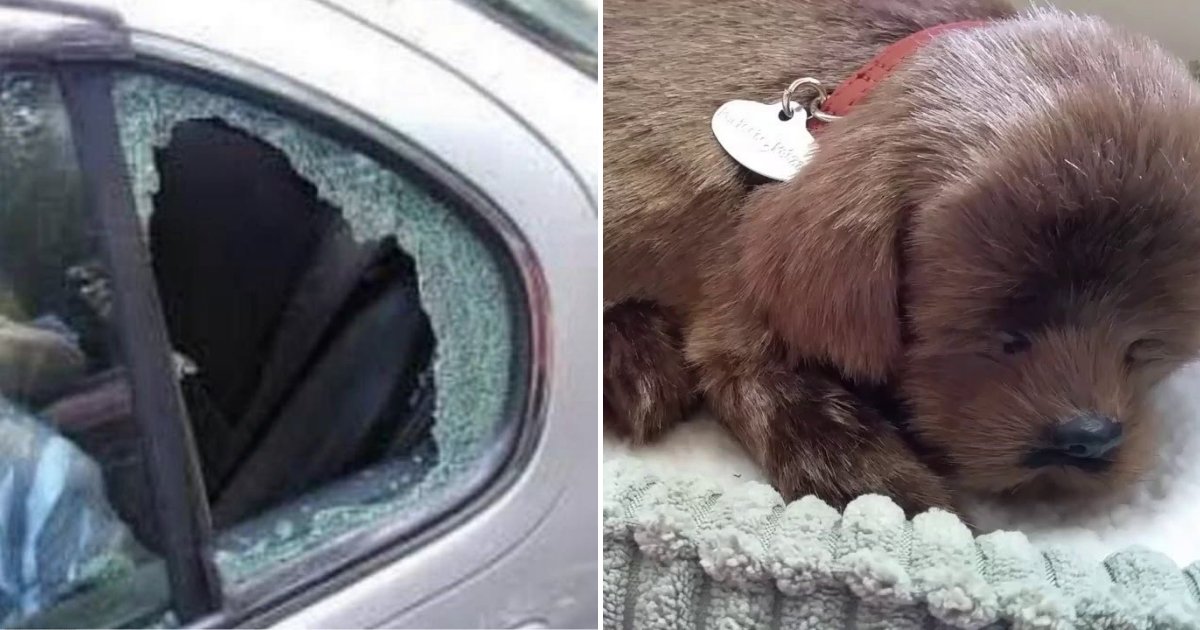toydog.png?resize=412,275 - Driver Was Left Fuming When He Returned To His Car And Found Someone Had Smashed The Window To Save TOY Dog