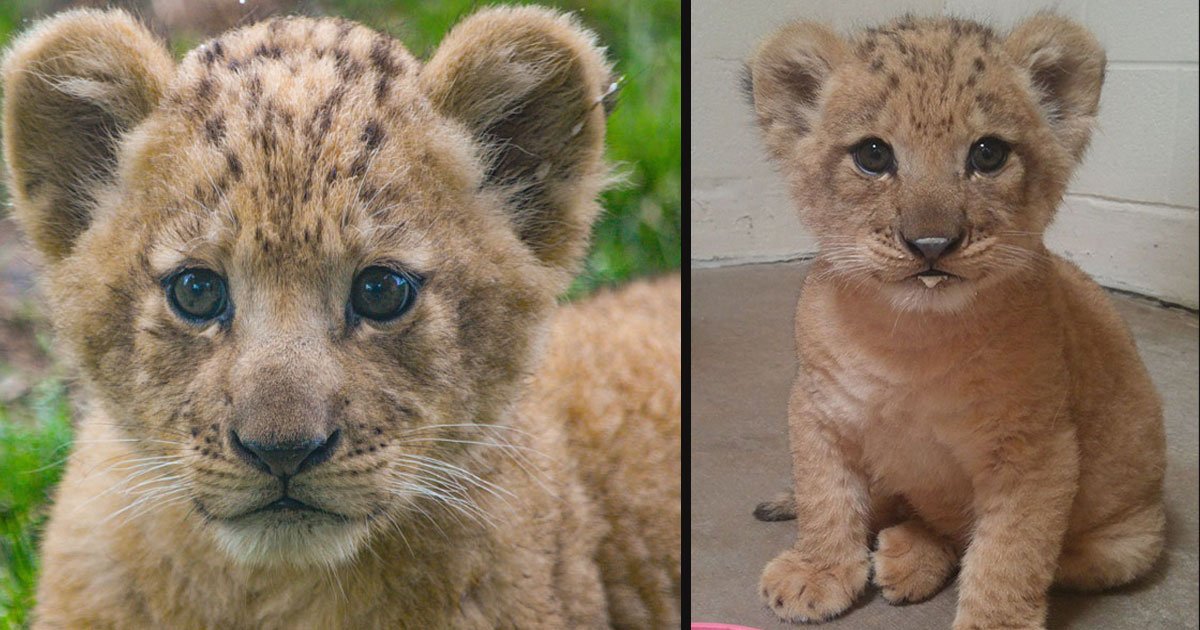 Cet Adorable Lionceau A Servi De Modele Pour Bebe Simba Dans Le Remake Du Roi Lion Vonjour