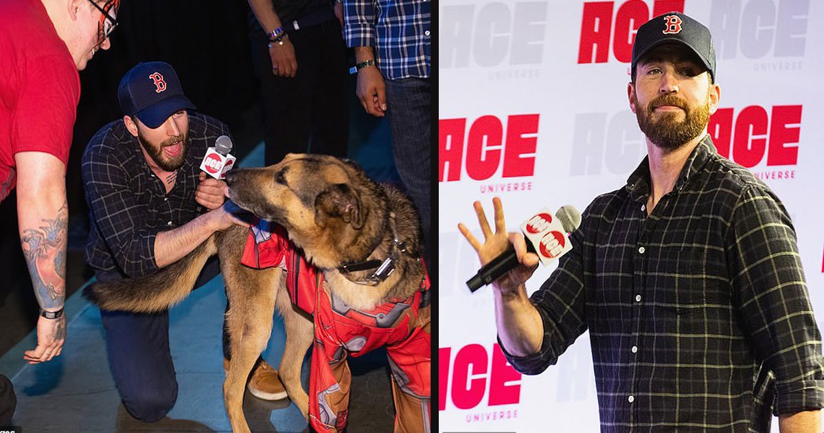 untitled 1 17.jpg?resize=1200,630 - Chris Evans a interrompu une rencontre avec les fans d'Avengers pour aller faire un câlin à un chien dans le public