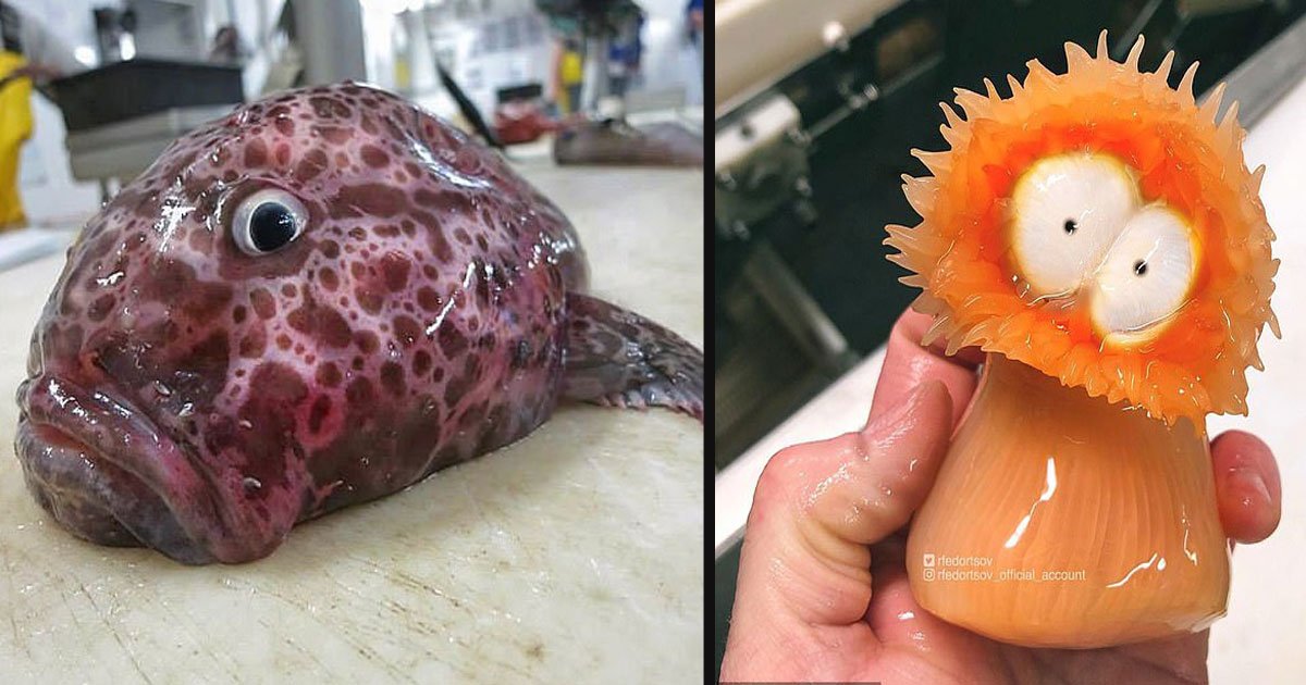 untitled 1 3.jpg?resize=412,275 - Russian Fisherman Shared Pictures Of The Unusual Sea Creatures He Found