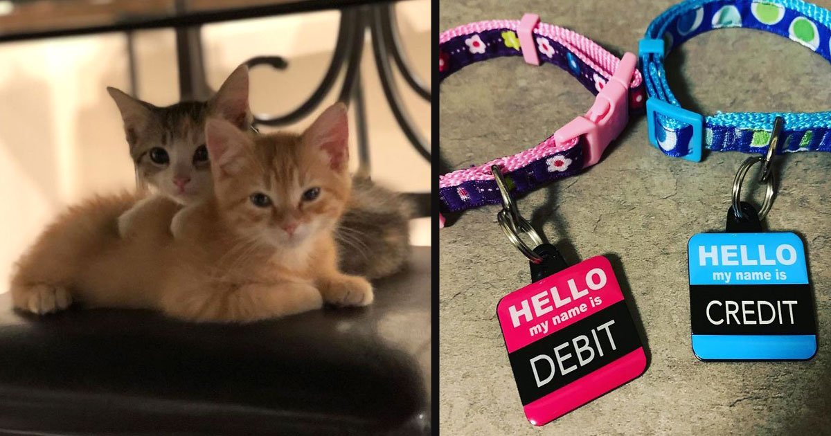 untitled 1 30.jpg?resize=412,275 - A Company Hired 2 Kittens And The Employees Are In Love With Their New Co-Workers