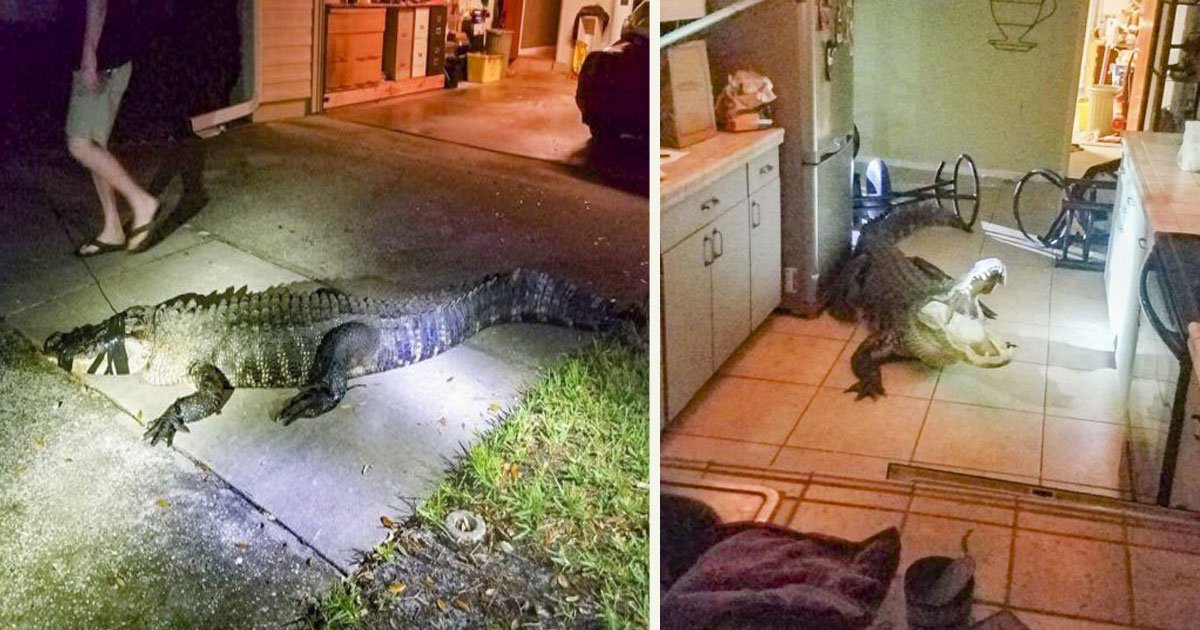 untitled 1 37.jpg?resize=412,232 - A Woman Faced The Shock Of Her Life When She Woke Up To Find An Alligator In Her Home