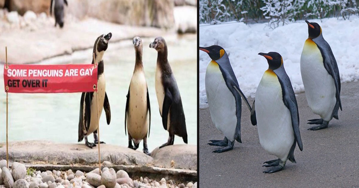 untitled 1 4.jpg?resize=1200,630 - A Zoo Celebrated The LGBT Couple With A Banner That Read ‘Some Penguins Are Gay, Get Over It’