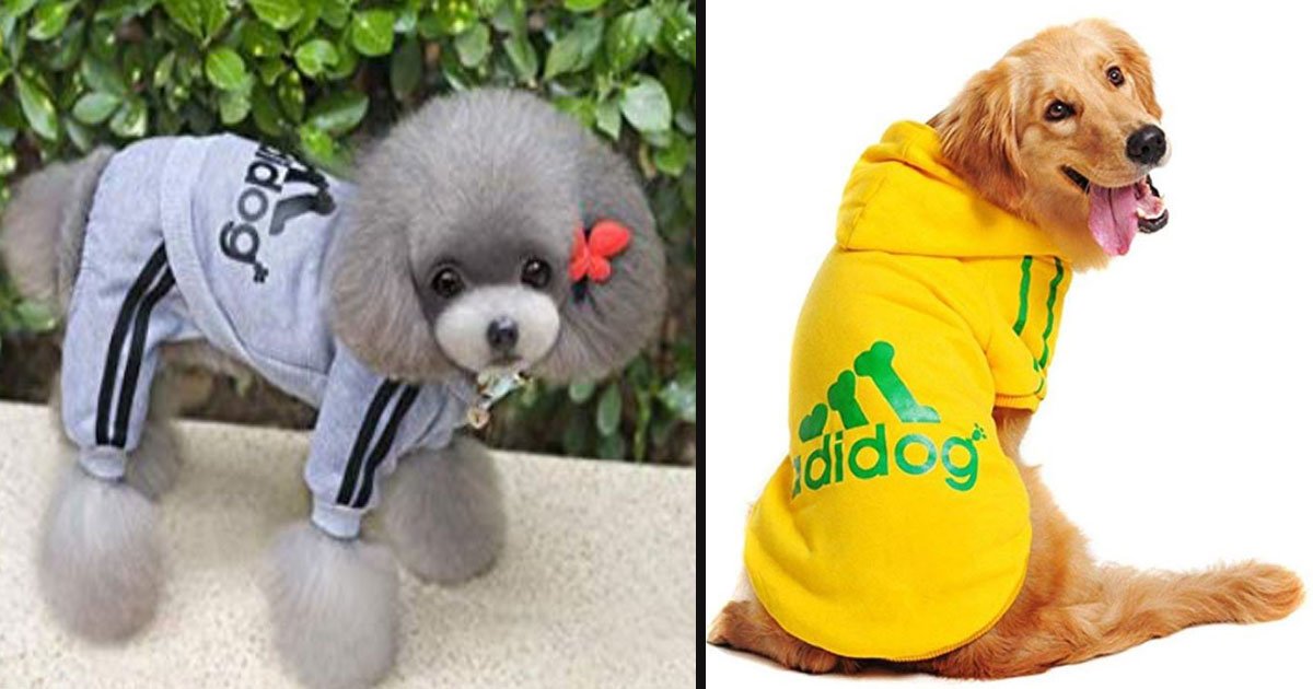 untitled 1 86.jpg?resize=1200,630 - Amazon vend des tenues inspirées par Adidas pour chien