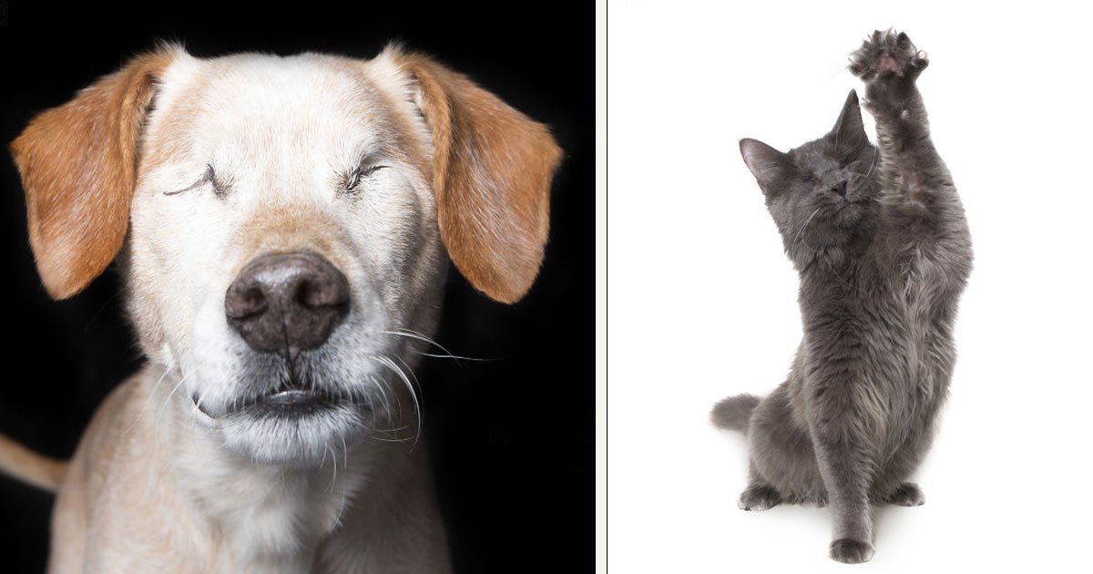 untitled 1 90.jpg?resize=412,275 - Australian Photographer Captured The Beauty Of "Imperfect” Animals To Help Them Find New Homes