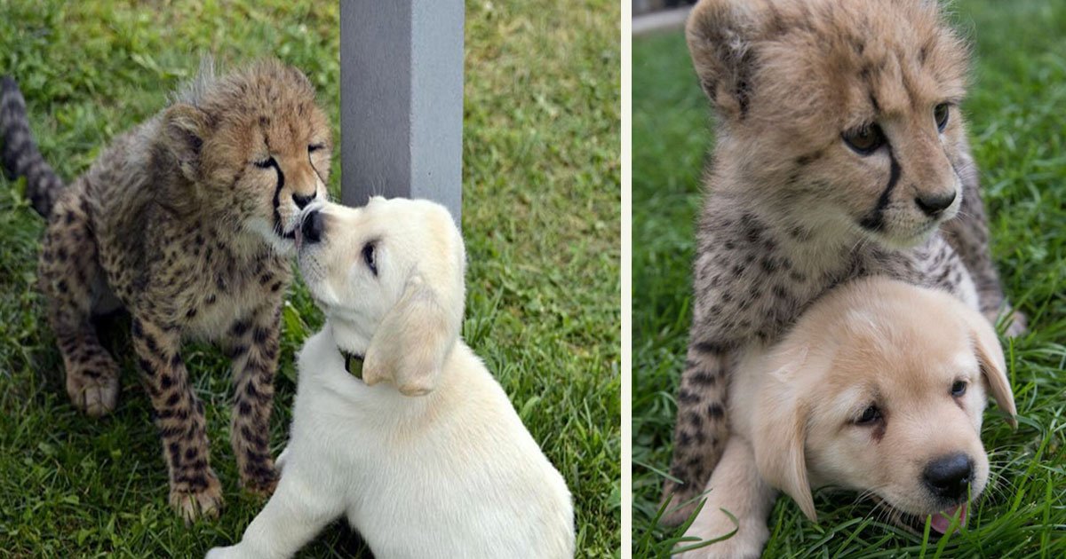 untitled 1 93.jpg?resize=412,275 - Zoos Are Pairing Nervous Cheetahs With Support Dogs And The Bond Is Unbreakable