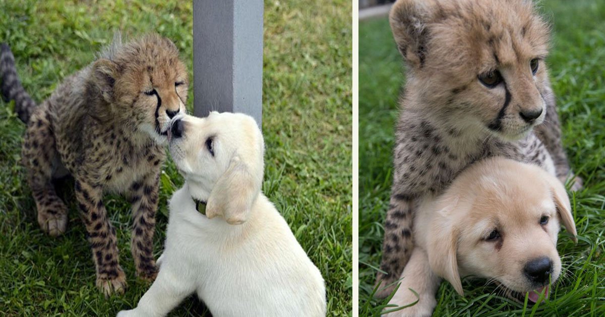 untitled 1 93.jpg?resize=412,232 - Zoos Are Pairing Nervous Cheetahs With Support Dogs And The Bond Is Unbreakable