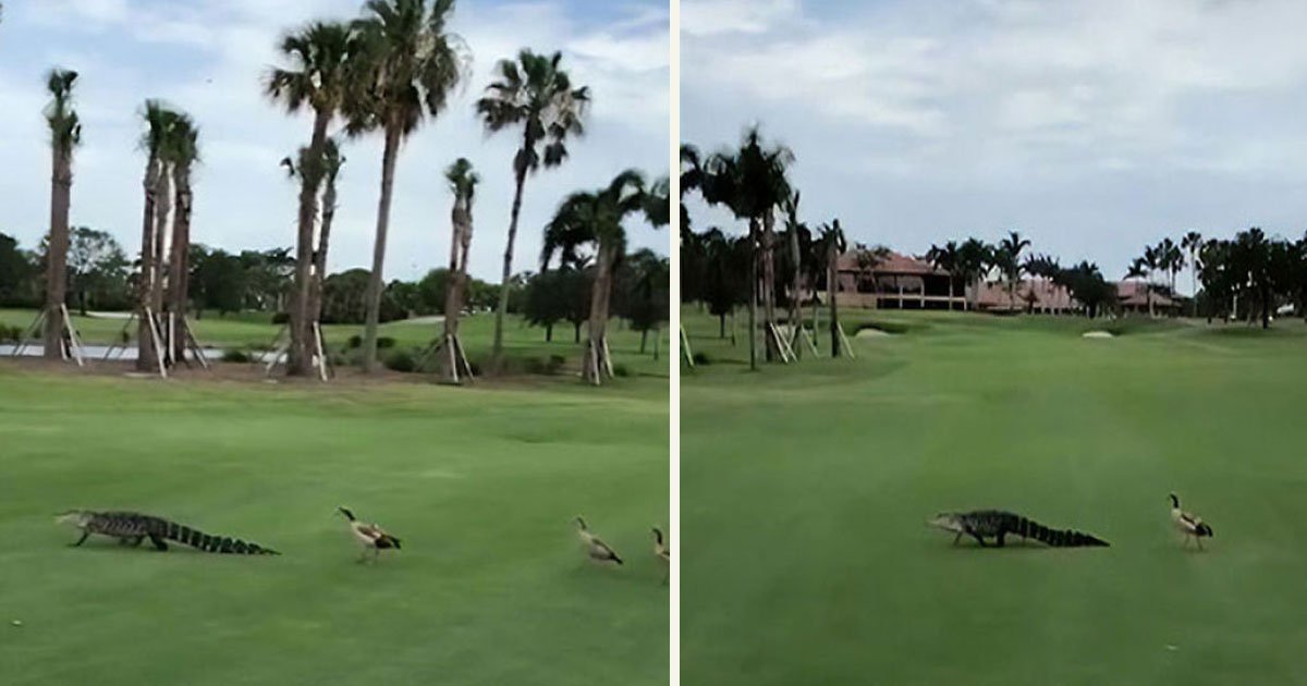 untitled 1 97.jpg?resize=1200,630 - Angry Ducks Interrupted The Golf Game By Chasing An Alligator Down The Course