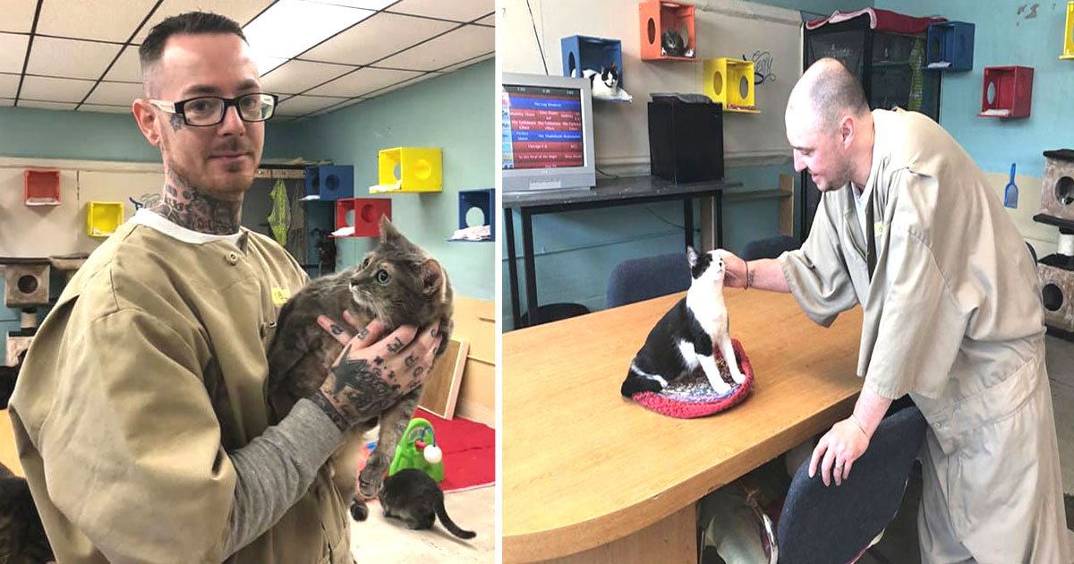 untitled 22 1.jpg?resize=412,275 - Rescued Cats Transform Inmates' Lives With Love