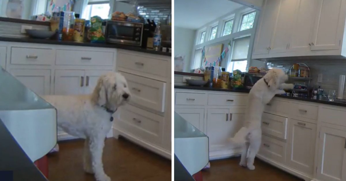 untitled design 1 1.png?resize=1200,630 - This Funny Video Shows How Much Dogs Love Oreos
