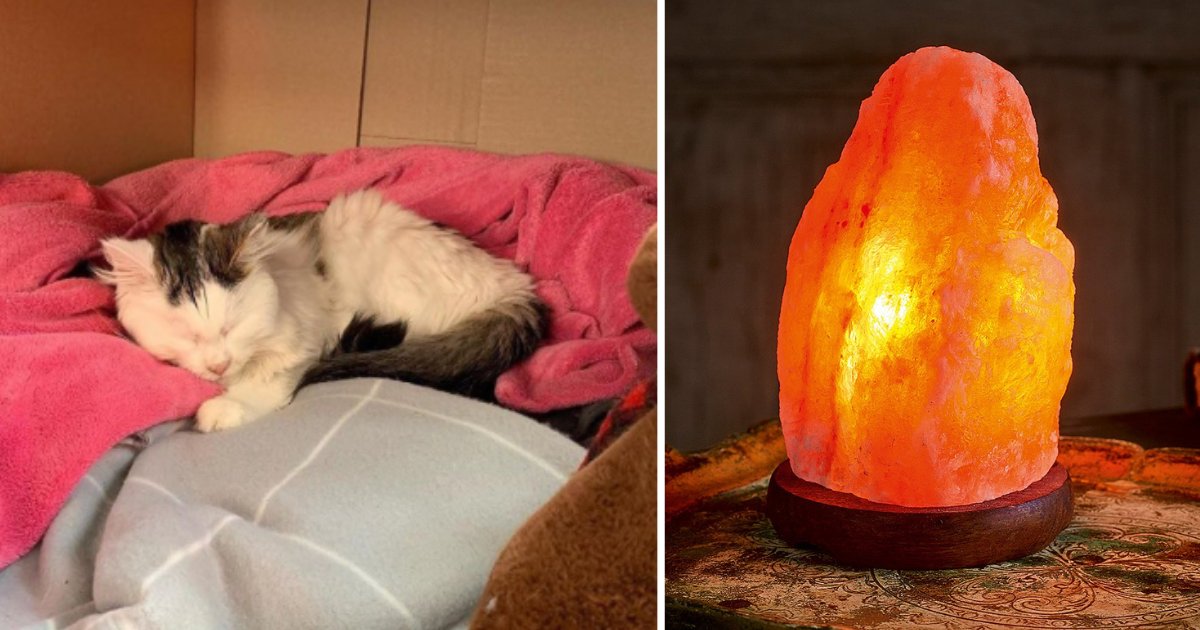 untitled design 1 4.png?resize=1200,630 - Une femme donne un avertissement après que son chat ait failli mourir en léchant une lampe de sel