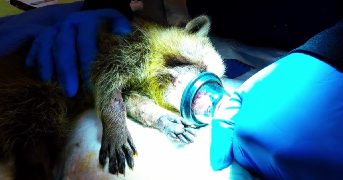 untitled design 1 5.png?resize=412,232 - Un raton laveur a capturé le cœur du personnel vétérinaire qui l'a sauvé