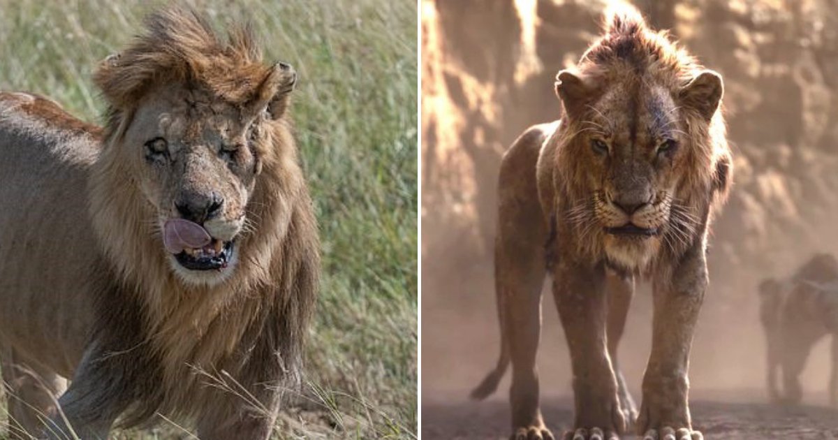 untitled design 12 1.png?resize=1200,630 - Real-Life Scar: One-Eyed Lion With Battle Scars Becomes Attraction Following The Lion King Remake