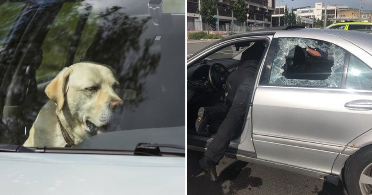 untitled design 19 1.png?resize=412,275 - Police Forced To Break In Cars Because People Keep Locking Dogs Inside Amid Heatwave