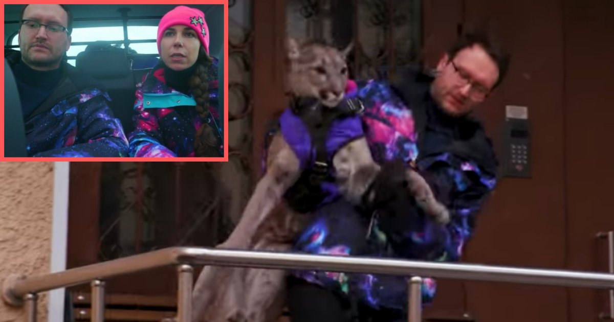 untitled design 2 1.png?resize=412,275 - This Couple Lives With A Puma That Weighs 38 Kilograms