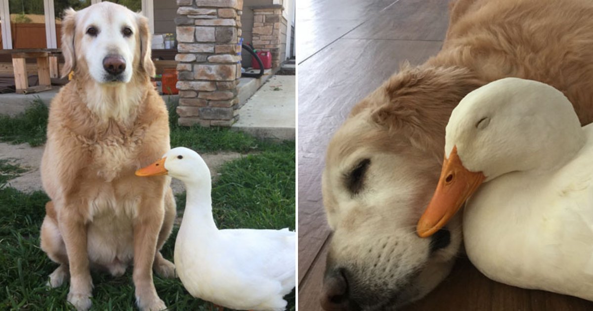 untitled design 42 1.png?resize=1200,630 - Golden Retriever And Pekin Duck Are Best Friends Who Do Everything Together