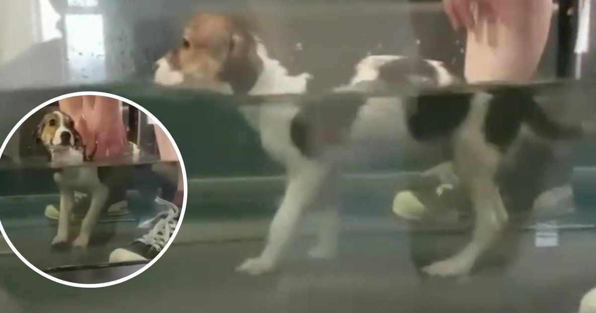 untitled design 47.png?resize=412,275 - Puppy Born With Dysfunctional Legs Learns How To Walk Thanks To Special Therapy