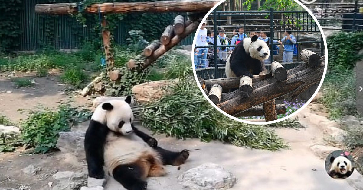 untitled design 48.png?resize=1200,630 - Des touristes effrontés filmés en train de lancer des pierres pour réveiller un panda géant
