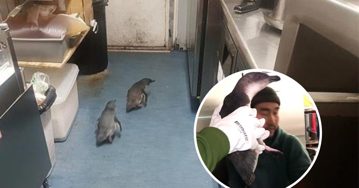 untitled design 54.png?resize=1200,630 - Des pingouins avaient élu domicile sous un food truck de sushis et refusaient d'en partir
