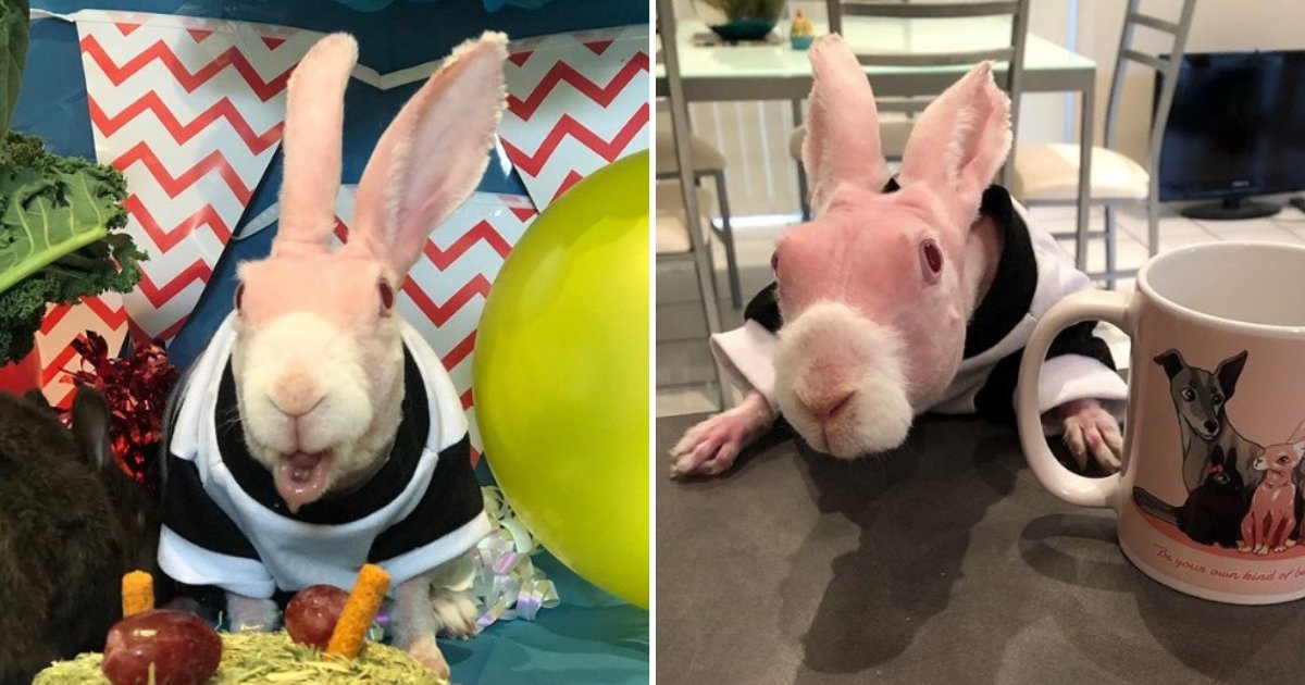 untitled design 55.png?resize=1200,630 - Adorable Hairless Rabbit Became An Instagram Celebrity With Thousands Of Followers