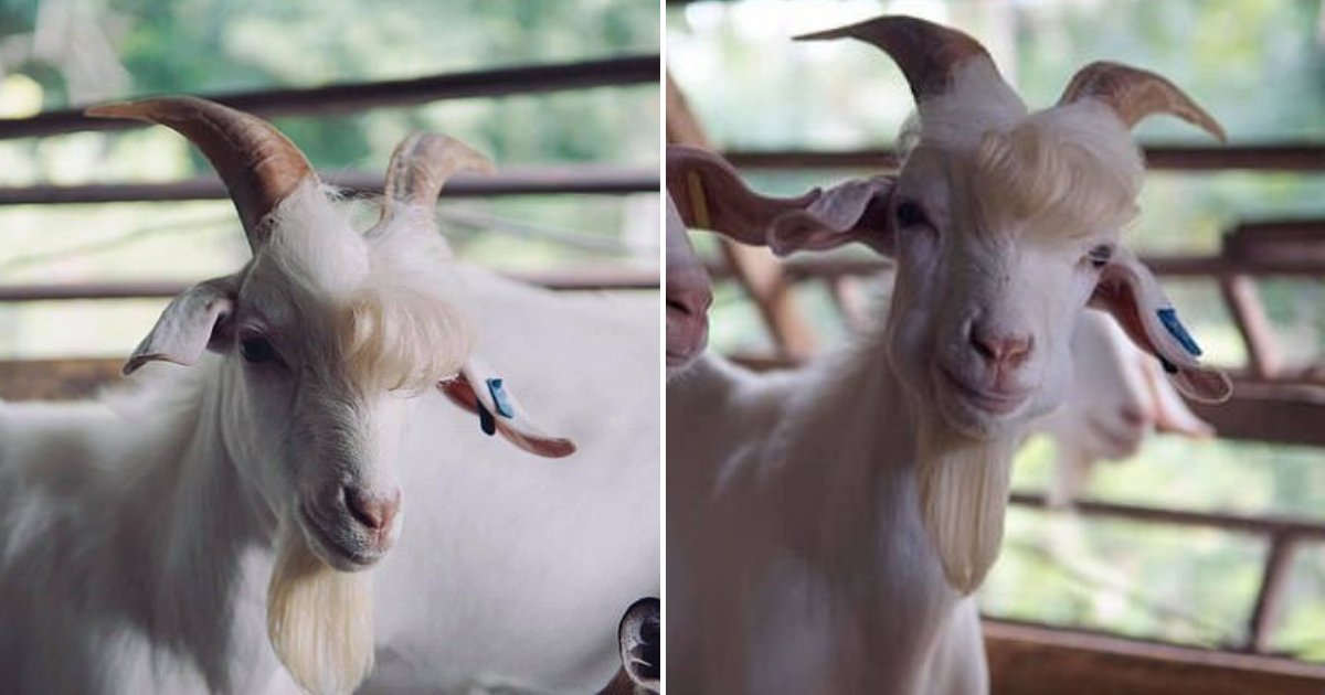 untitled design 59 1.png?resize=1200,630 - Handsome Goat Becomes A Star Thanks To His Pop Star Looks And Love For Camera