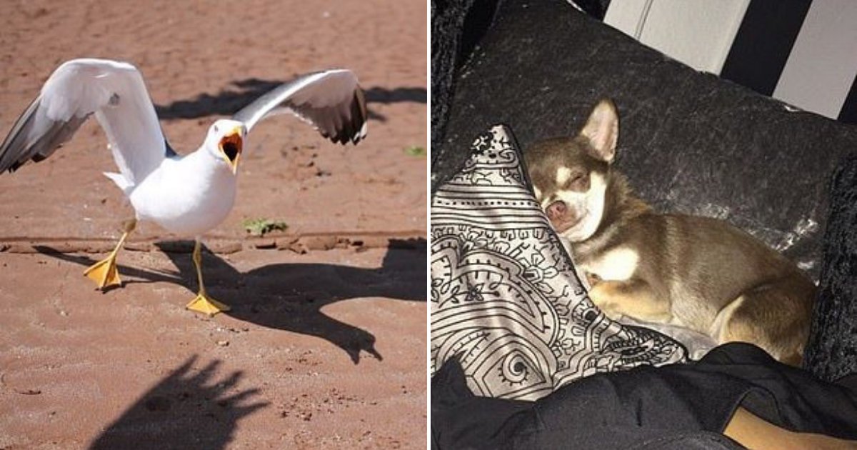 untitled design 65 1.png?resize=412,275 - Rogue Seagull Dognapped Chihuahua And Carried It Away In Its beak