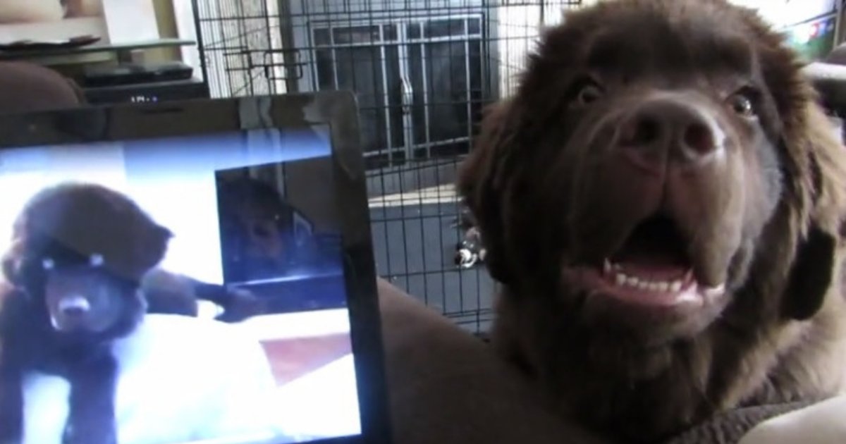 untitled design 78.png?resize=412,232 - Dog Freaks Out After Hearing The Voice Of His Brother In Video Message