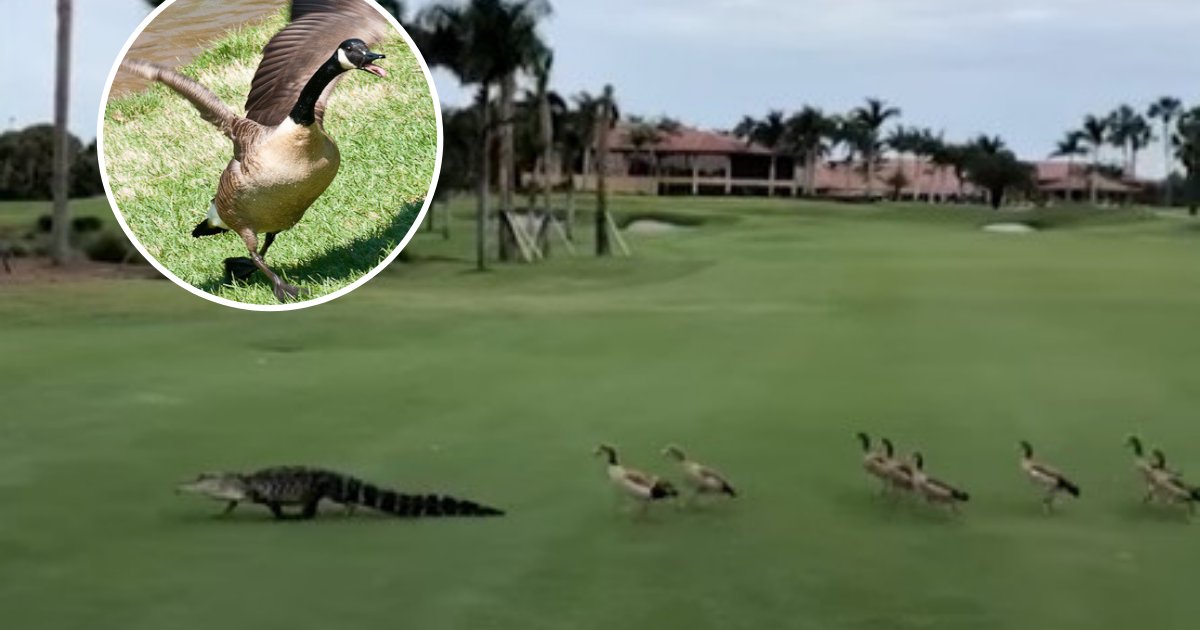 untitled design 8 2.png?resize=1200,630 - Angry Geese Interrupted A Golf Game As They Chased Alligator Down The Course