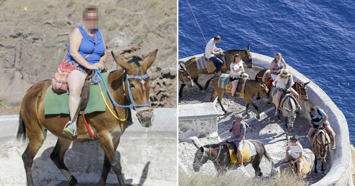 untitled design 8.png?resize=1200,630 - Activists Asking For A Ban On Overweight Tourists Riding Small Donkeys