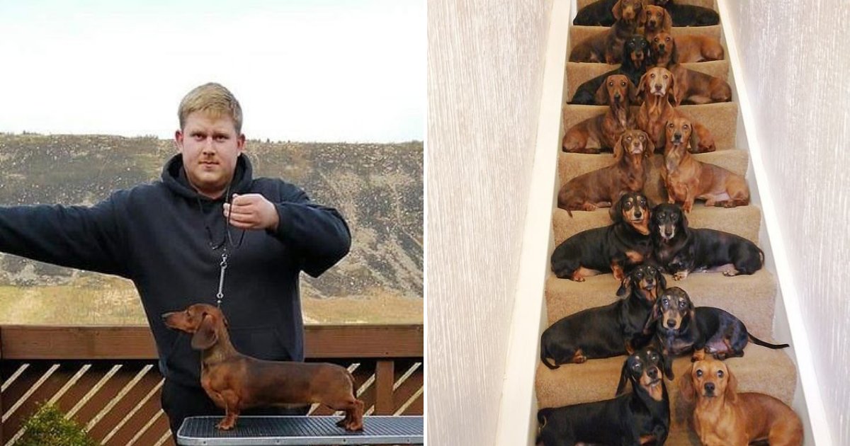 untitled design 9.png?resize=1200,630 - Teenager Who Loves Dogs Went Viral After Lining Up His Entire Army Of Dachshunds