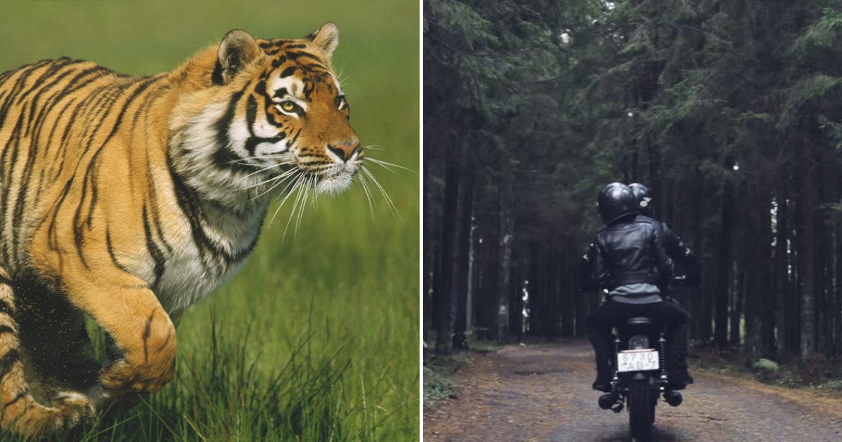 Large Tiger Caught On Camera Running After Terrified Bikers - Small Joys