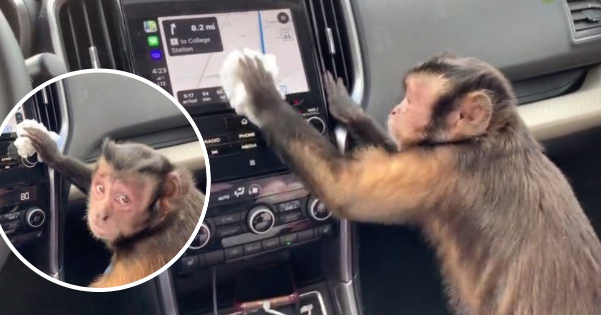 untitled design 94.png?resize=1200,630 - Un singe capucin qui travaille dur a été filmé en train de nettoyer la voiture de son propriétaire