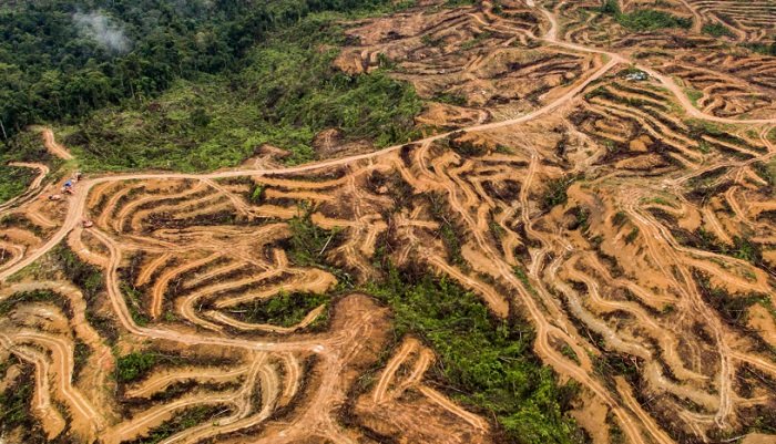 vue aerienne de la deforestation huile de palme sumatra indonesie nanang sujana ran 01 1.jpg?resize=1200,630 - 88 % d'augmentation pour la déforestation en Amazonie