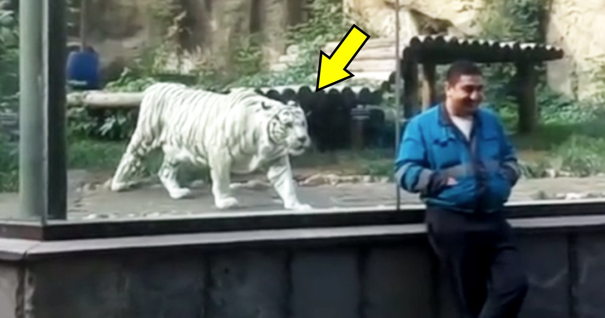 vvvv 1.jpg?resize=1200,630 - This Man Stood Near The Glass Cage Of A White Tiger, And The Tiger Tried To Go After Him
