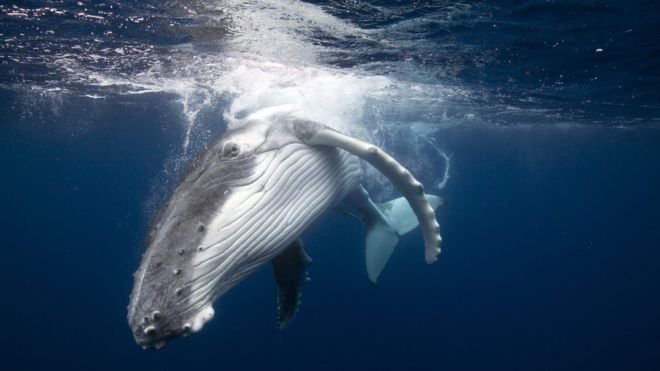 whale.jpg?resize=412,275 - Depuis que le Japon a levé l'interdiction de la chasse à la baleine, les pêcheurs ils s'en donnent à cœur joie