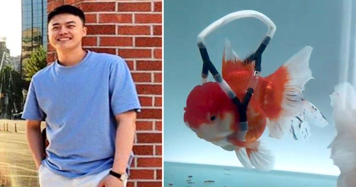 wheelchair goldfish.jpg?resize=412,275 - Man Created A Wheelchair For His Disabled Goldfish