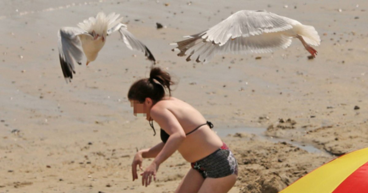 y2 17.png?resize=1200,630 - Seagulls Harassed Beach Goers This Summer in the UK for Unknown Reason
