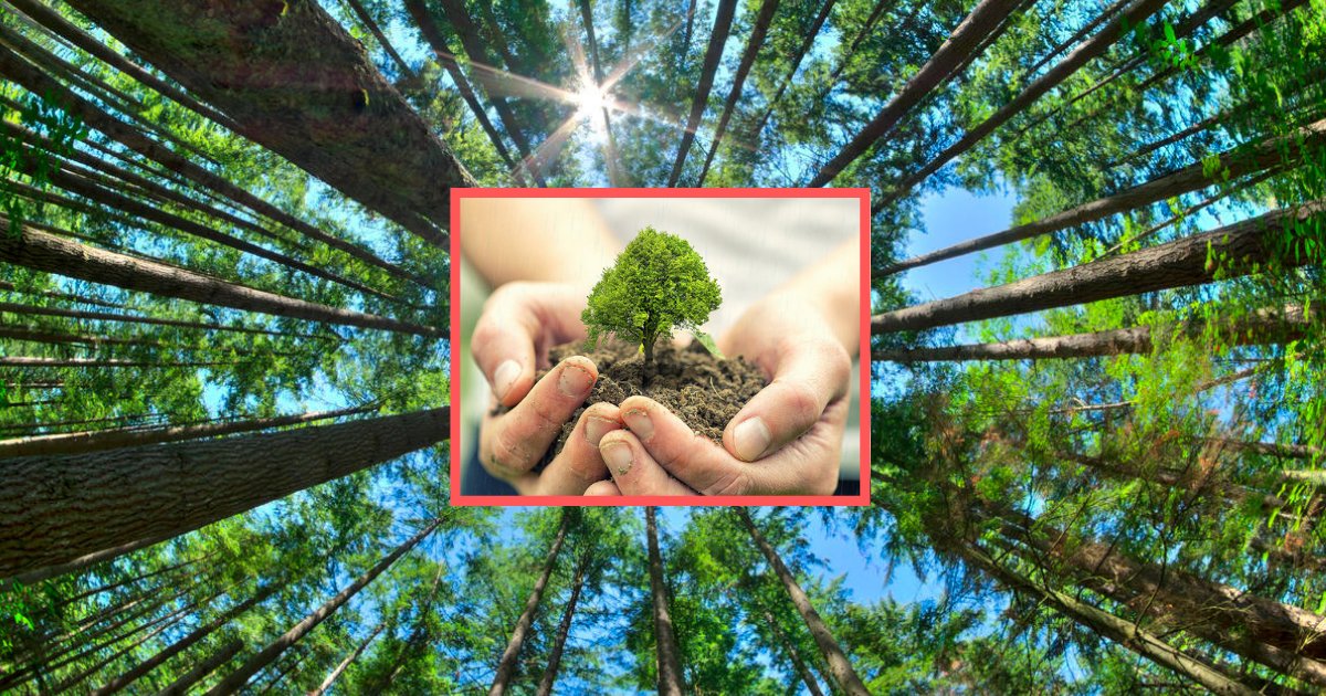 y21.png?resize=412,275 - Une étude annonce que pour sauver la planète, il faudrait planter une forêt de la taille des États-Unis