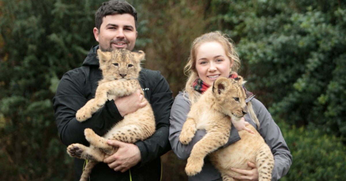 y3.png?resize=412,232 - UK Man Allowed to Keep Lion Cubs In His Home Despite Protests from Neighbors