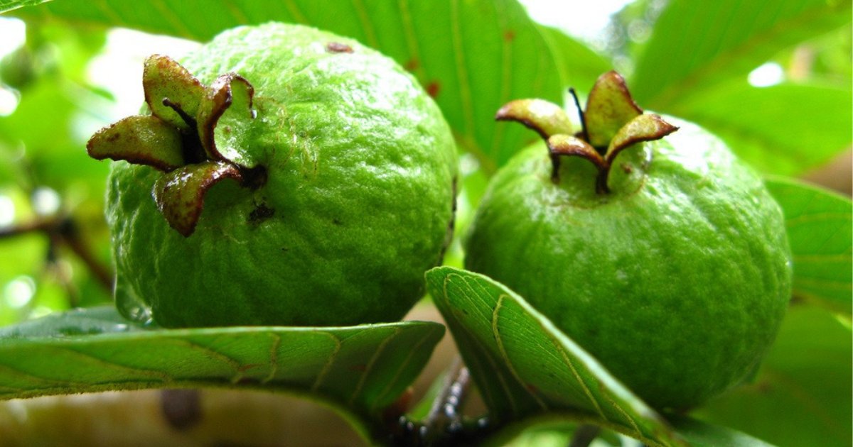 y4 2.png?resize=1200,630 - Magic Fruit Guava- Its Health and Medicinal Benefits