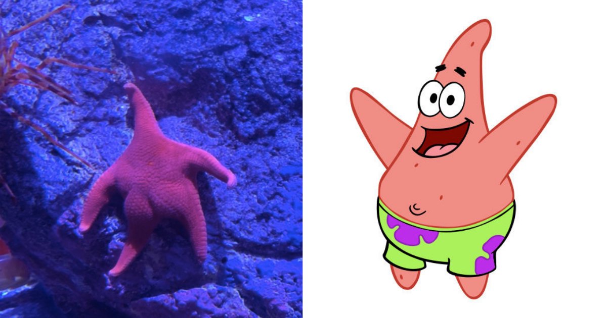y4 6.png?resize=1200,630 - Twitter Users Are Comparing A Star Fish To the Beloved Patrick From Spongebob