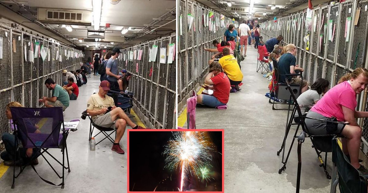 y6 4.png?resize=412,275 - Les gens boycottent les feux d'artifice afin que leurs chiens ne soient pas effrayés