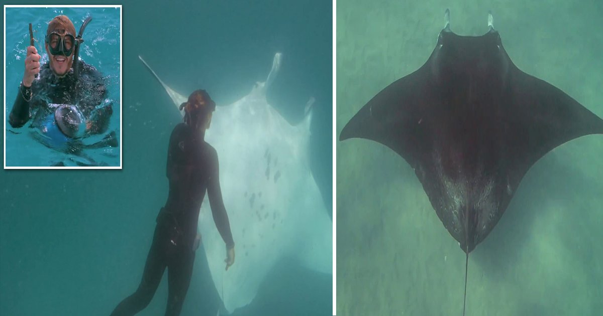 zz.jpg?resize=412,232 - A Manta Ray Revolved Around A Diver Gave Him Signals That She Needed His Help