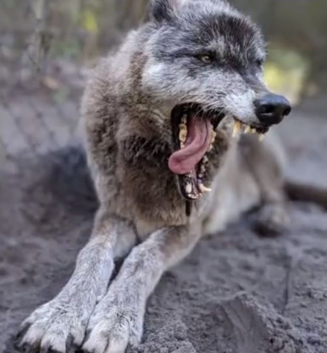 dire wolf games dire wolf games
