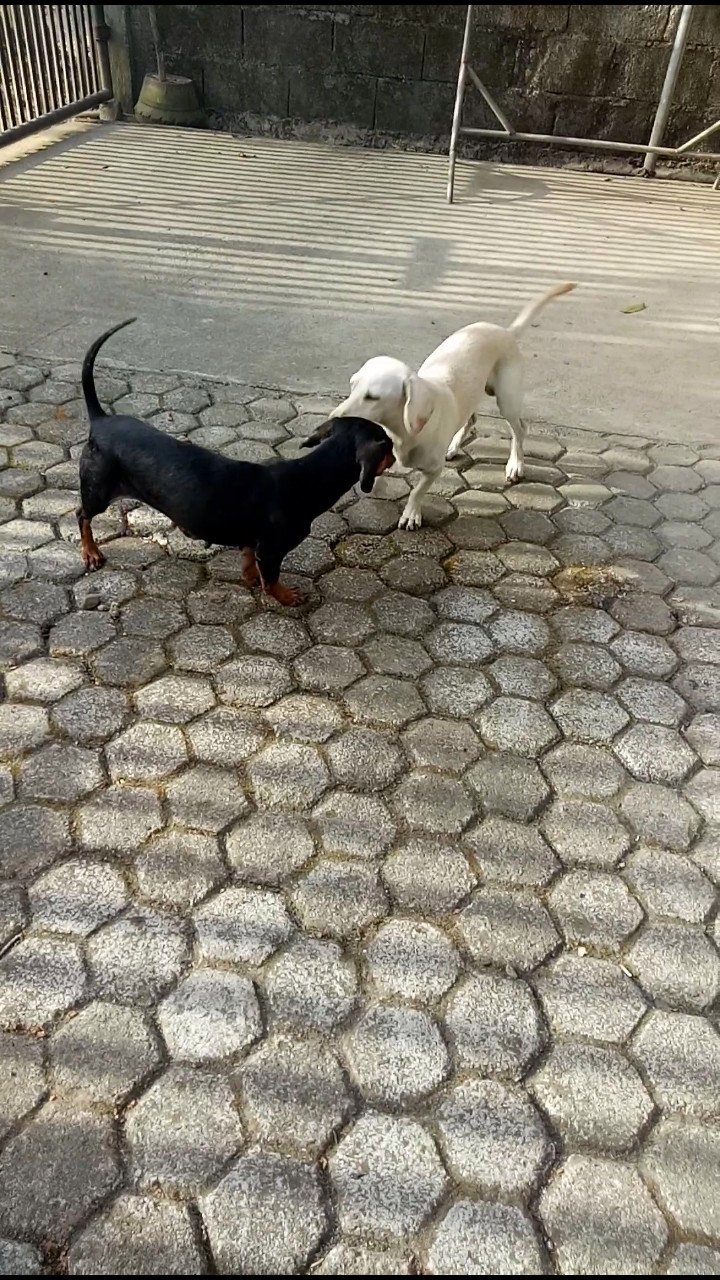  The two dachshunds bravely fought against the snake