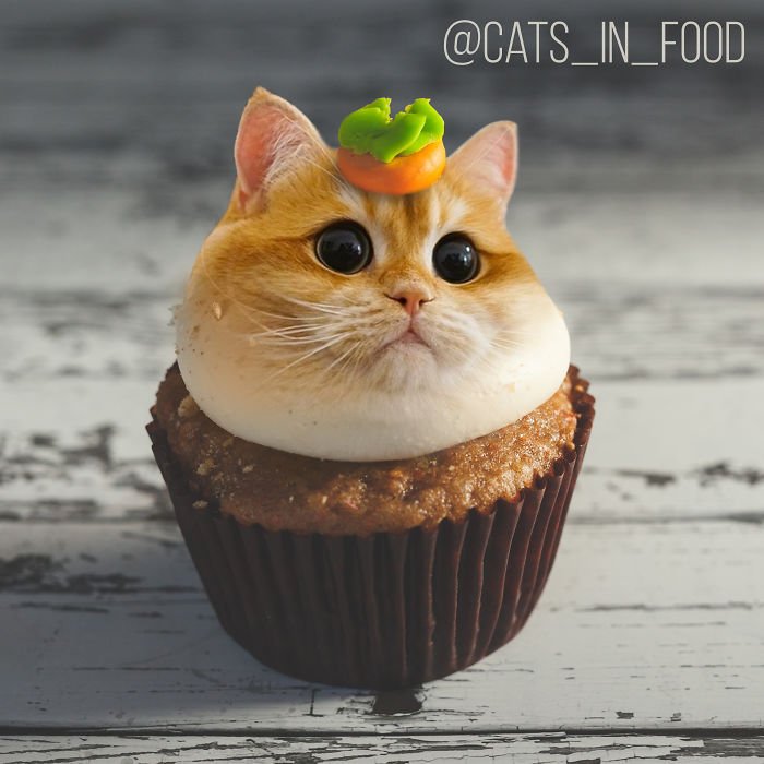 Cats In Food Photoshop