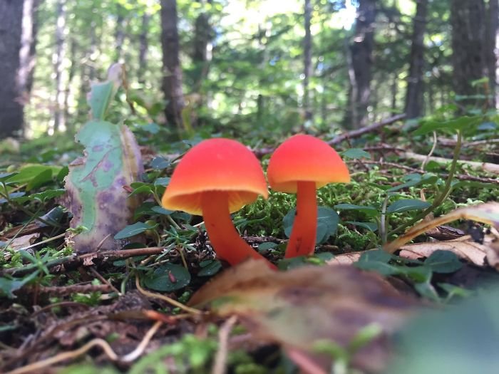 Found This Mushroom While Hiking In The Woods, There’s Gotta Be A Rabbit Hole Nearby