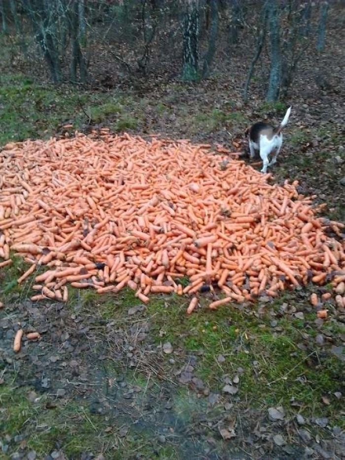 My Dog Found A Large Pile Of Carrots In The Woods
